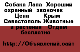 Собака Лапа. Хороший охранный “звоночек“)) › Цена ­ 1 - Крым, Севастополь Животные и растения » Отдам бесплатно   